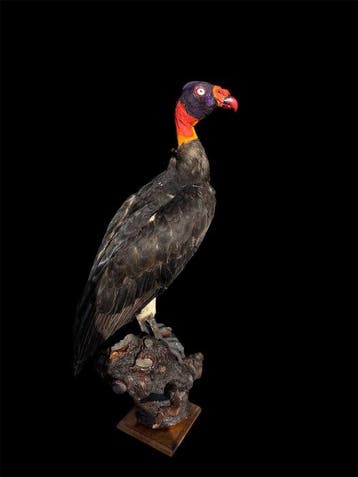 Gier Taxidermie volledige montage - Sarcoramphus papa - 65, Verzamelen, Nieuw