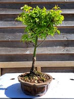 Japanese maple bonsai (Acer palmatum) - Hoogte (boom): 25 cm