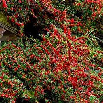Cotoneaster Tuincollectie – 3 Planten Vaste planten, Tuin en Terras, Bodembedekkers, Volle zon, Vaste plant, Verzenden