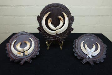 Wild Boar Tusk Trophies Bot - Sus scrofa - 0 cm - 0 cm - 0
