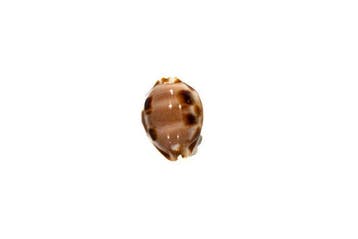 Luria tessellata tessellata - Zeldzame gevlekte schelp -, Verzamelen, Nieuw