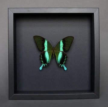 Vlinder Taxidermie volledige montage - Papilio blumei - 23