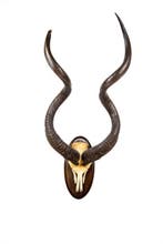 Geweldig Koudou Taxidermie hoofdmontage - Tragelaphus