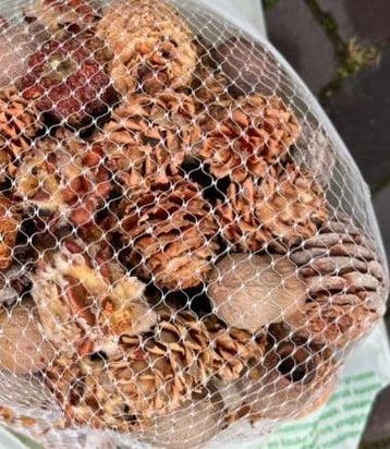 Leucadendronmix Net XXL 500 gram, Ophalen of Verzenden, Nieuw