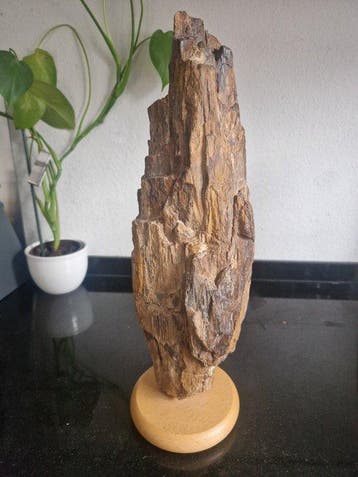 Fossiel hout - Gefossiliseerd hout - 35 cm - 10 cm, Verzamelen