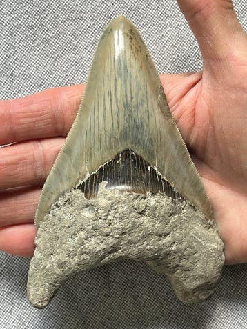 Enorme Megalodon-tand van 13,2 cm - Fossiele tand -