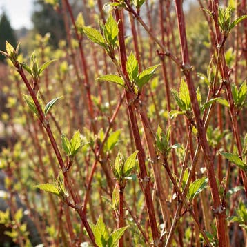 Kornoelje ‘Winter Beauty’ (Gewoon) Sierplanten, Crème,, Tuin en Terras, Verzenden, Overige soorten, Struik