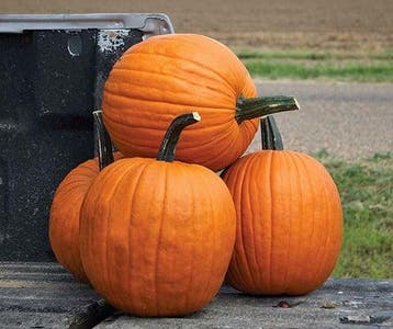 Hal. Scream II F1 PMT halloweenpompoen zaden, Ophalen of Verzenden, Nieuw
