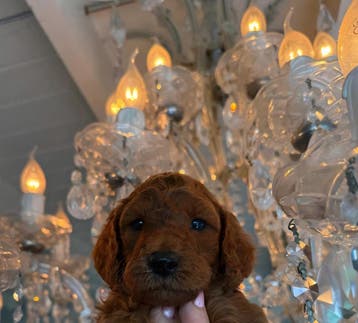 Doodledream diamantjes, Dieren en Toebehoren, Parvo, Nederland, Overige rassen, 8 tot 15 weken