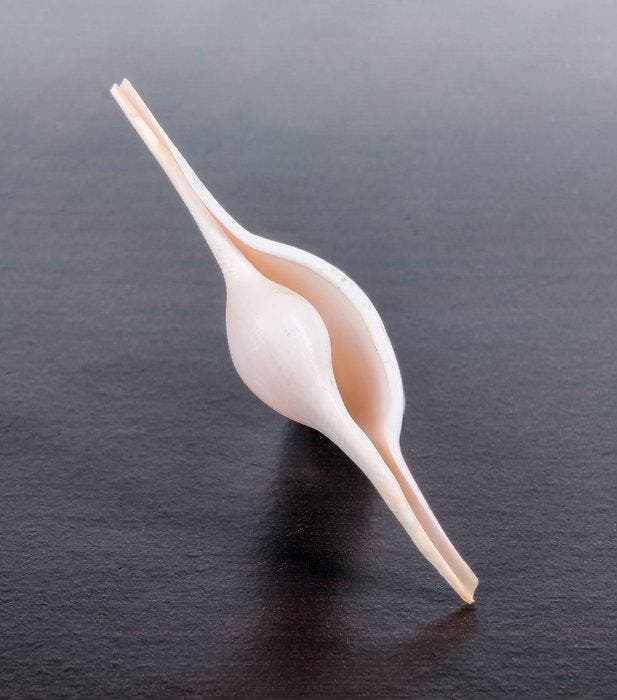 Prachtige schelp, verzamelobject Zeeschelp - Volva volva,, Verzamelen, Dierenverzamelingen