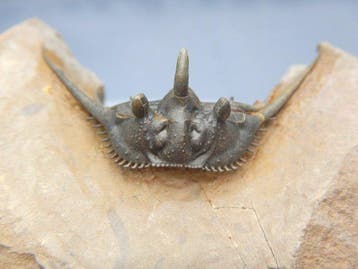 Trilobiet - Gefossiliseerd dier - MUSUEM QUALITY *