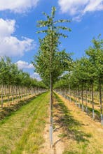 Tilia cordata Böhlje hoogstam, Tuin en Terras