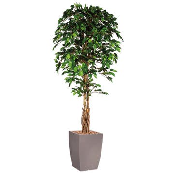 Ficus kunstplant, H210cm, Huis en Inrichting, Ophalen of Verzenden, Overige soorten, 200 cm of meer