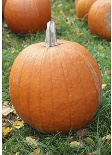 El-Toro-F1 halloweenpompoen, Ophalen of Verzenden, Nieuw