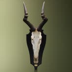 Hartenbeest Schedel Taxidermie Opgezette Dieren By Max, Ophalen of Verzenden, Nieuw, Wild dier, Opgezet dier
