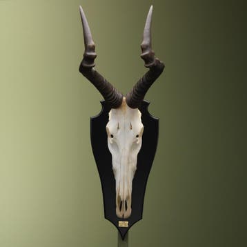 Hartenbeest Schedel Taxidermie Opgezette Dieren By Max, Ophalen of Verzenden, Nieuw, Wild dier, Opgezet dier