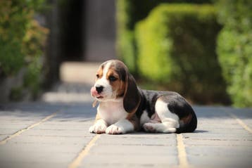 Beagle pups, van Belgisch fokker, Parvo, België, Beagle, 8 tot 15 weken