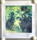 Stefanie Schneider - Blue Sky Palm Trees (Sidewinder)