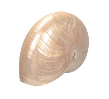 zeer grote - enorme Nautilus  adembenemend gepolijst, Nieuw