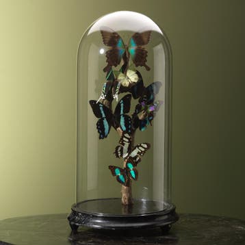 Vlinders in Antieke Stolp Taxidermie Opgezette Dieren By Max, Ophalen of Verzenden, Nieuw, Insect, Opgezet dier