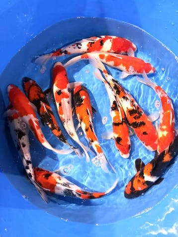 Hirasawa Marusei 30-37cm (Japanse Koi), Karper of Koi