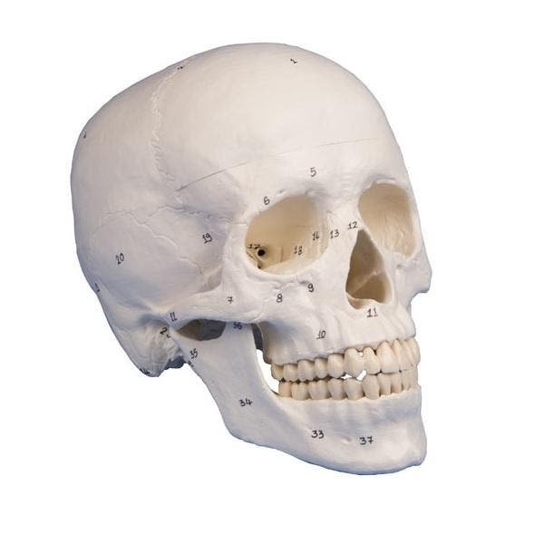 Anatomie model schedel genummerd (3-delig), Sport en Fitness, Massageproducten