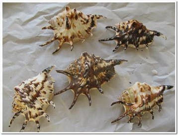 Lambis Tiger schelpen 13 cm 5 stuks, Ophalen of Verzenden, Nieuw
