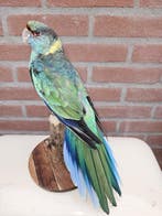 Prachtige barnard parkiet Taxidermie volledige montage -, Verzamelen, Dierenverzamelingen, Nieuw