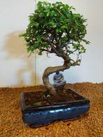 Japanese iep bonsai (Zelkova) - Hoogte (boom): 27 cm -