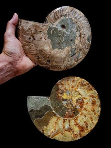 Ammoniet - Gefossiliseerde schelp - 22.5 cm - 18.2 cm, Verzamelen