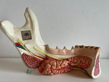 Architectonisch ornament - Vintage Anatomical Lower Jaw