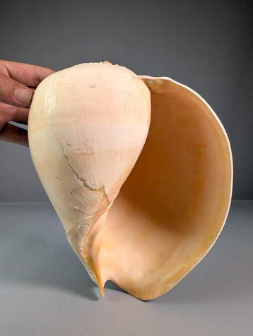 Giant Melo Shell Zeeschelp - Melo broderipii (Zonder, Nieuw