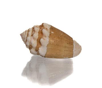 Australische Endemit: Conus dorreensis (32 mm) –, Verzamelen, Nieuw
