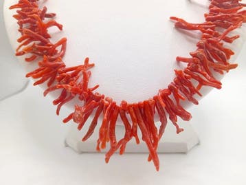 Bloedkoraal Koraal - Corallium rubrum (Zonder minimumprijs), Nieuw