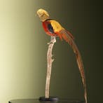 Goudfazant Taxidermie Opgezette Dieren By Max, Ophalen of Verzenden, Nieuw, Vogel, Opgezet dier