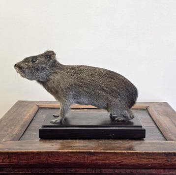 Wilde cavia Taxidermie volledige montage - Cavia aperea - 15, Nieuw