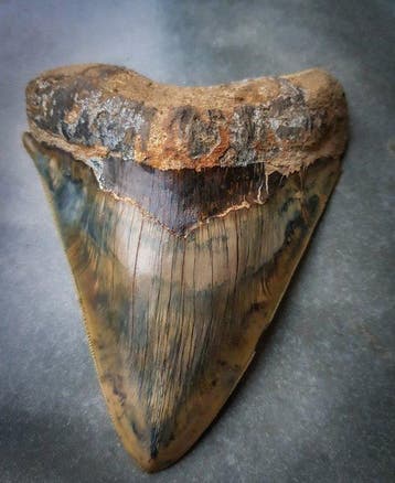 Megalodon - Fossiele tand, Verzamelen, Mineralen en Fossielen