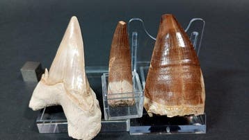 Haai, plesiosauri en mosasauri - Fossiele tanden - Otodus, Verzamelen