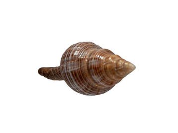 Zeldzame Mandarin-sifonslak (Penion mandarinus) | Exclusief, Nieuw