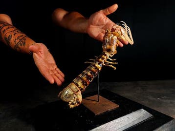 mantisgarnaal Taxidermie volledige montage - Squilla mantis, Nieuw
