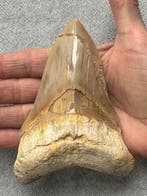 Grote Megalodon-tand, 13,0 cm - Fossiele tand - Carcharocles