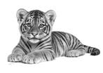 Schu - Tiger Cub