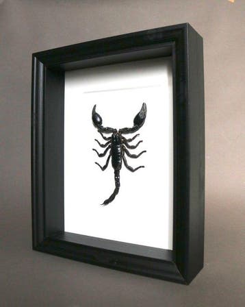 Zeeschorpioen Taxidermie volledige montage - Heterometrus sp, Antiek en Kunst
