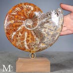 Cleoniceras Fossil – Reis door Zee, Tijd en Ontwerp -