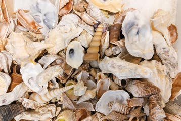 Schelpenmix Mix-2, 250 gram, Ophalen of Verzenden, Nieuw