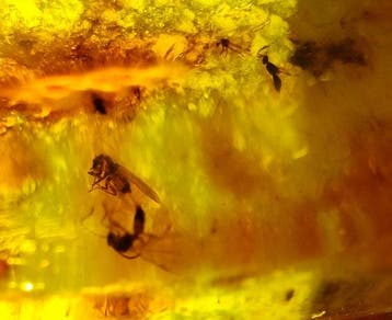 FOSSlL-AMAZING!! Dominicaans amber- 17 g