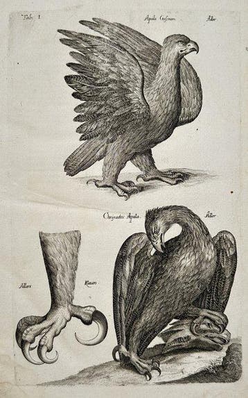 Joannes Jonstonus (1603–1675) / Matthäus Merian - Eagles /
