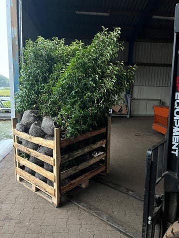 Portugese Laurier palletdeal | 30, 50 of 80 planten, Verzenden, Laurier, Haag, Minder dan 100 cm