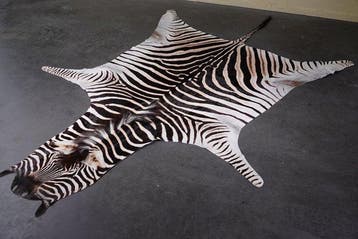 Plains Zebra Skin with Head Gewei - Equus quagga - 280 cm -, Nieuw