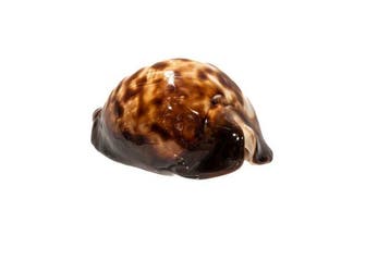 Kaurischnecke  extreem groot  GEM  zeeslak  TOP patroon, Verzamelen, Nieuw